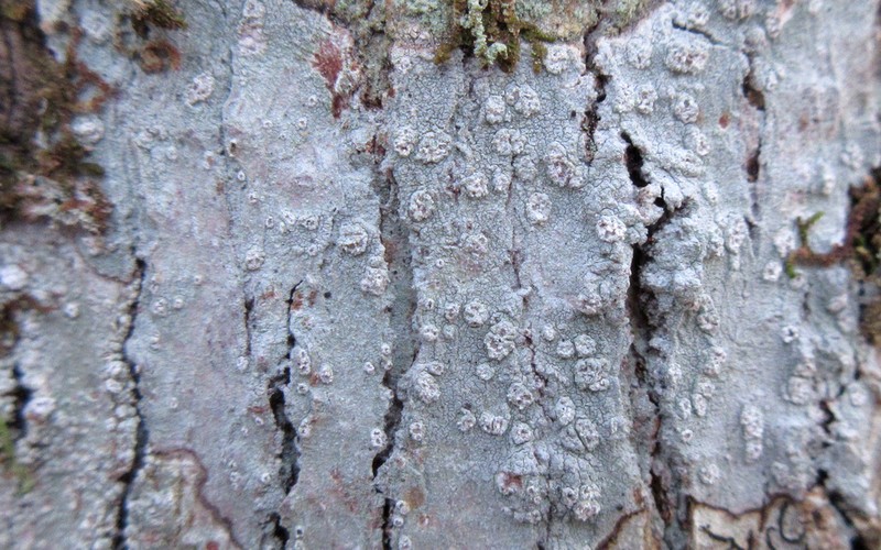 Blemished Lichen photo 3