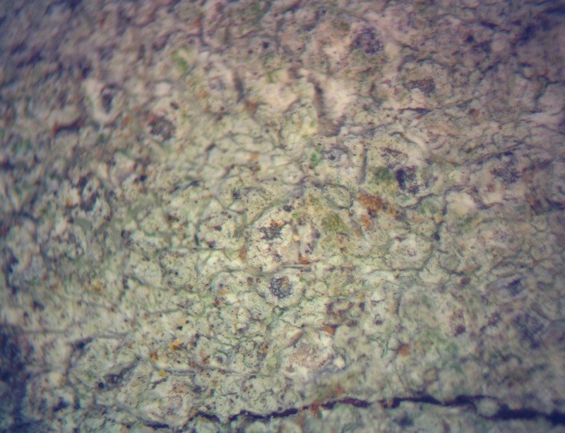 Blemished Lichen photo 4