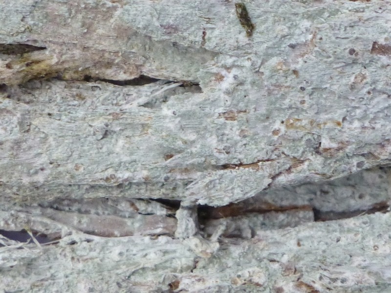Blemished Lichen photo 5