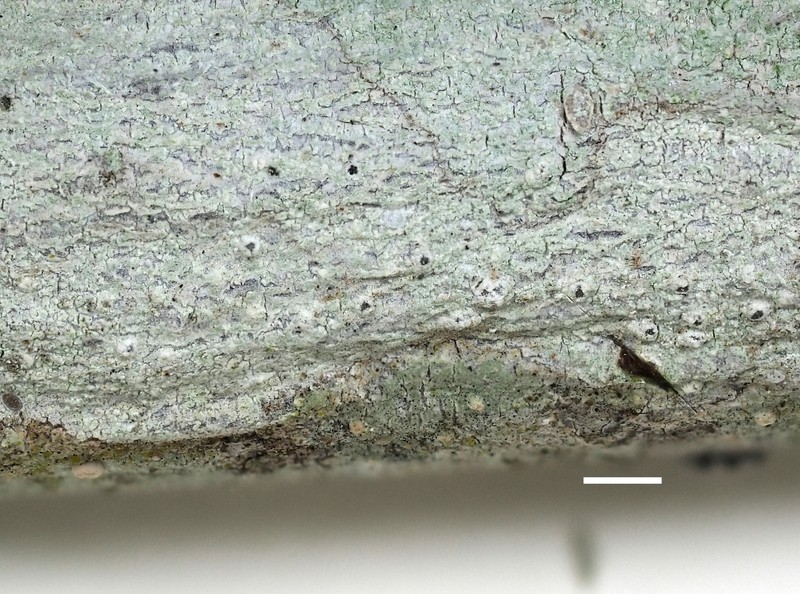 Blemished Lichen photo 6
