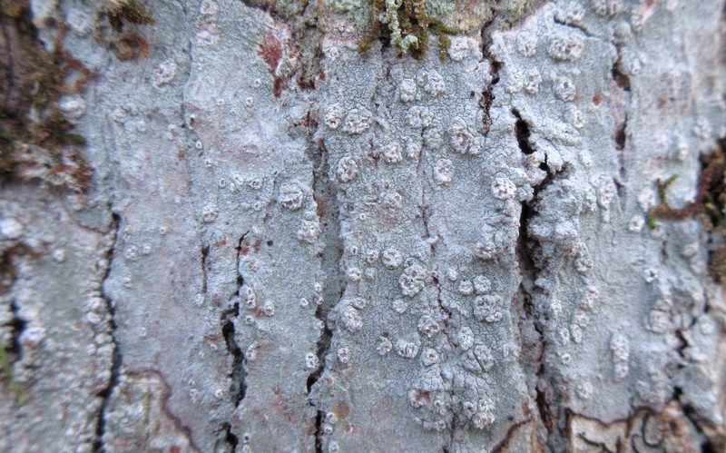 Blemished Lichen photo 8