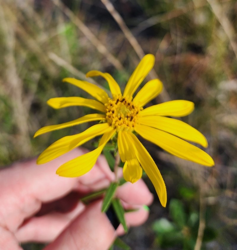 Florida False Sunflower