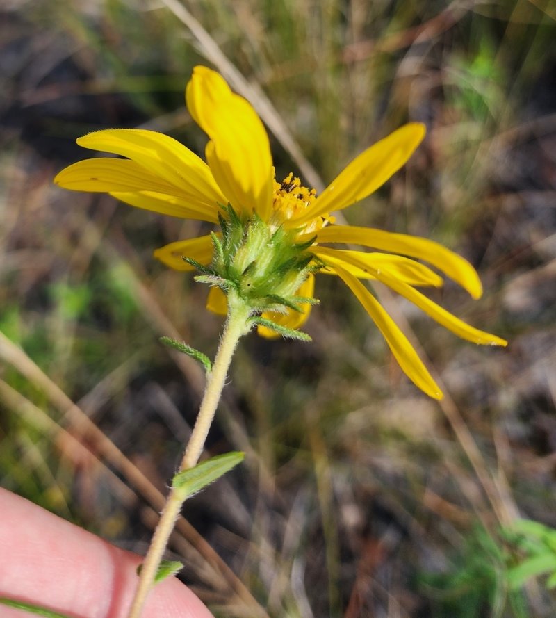Florida False Sunflower photo 2