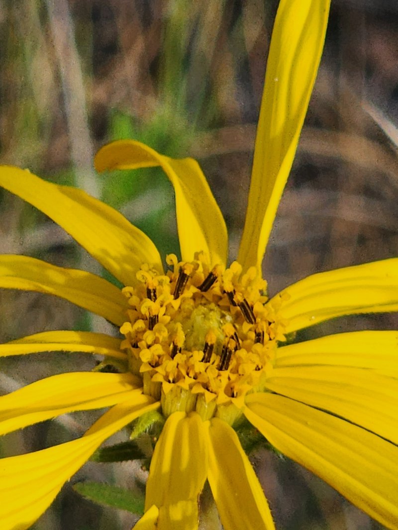 Florida False Sunflower photo 3