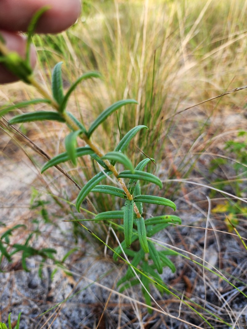 Florida False Sunflower photo 4