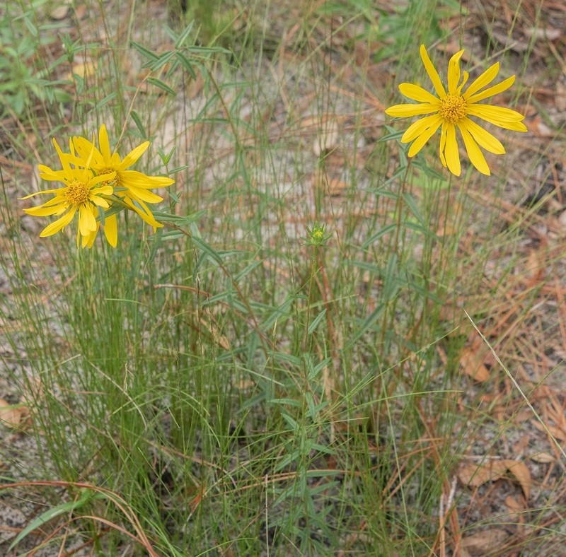Florida False Sunflower photo 5