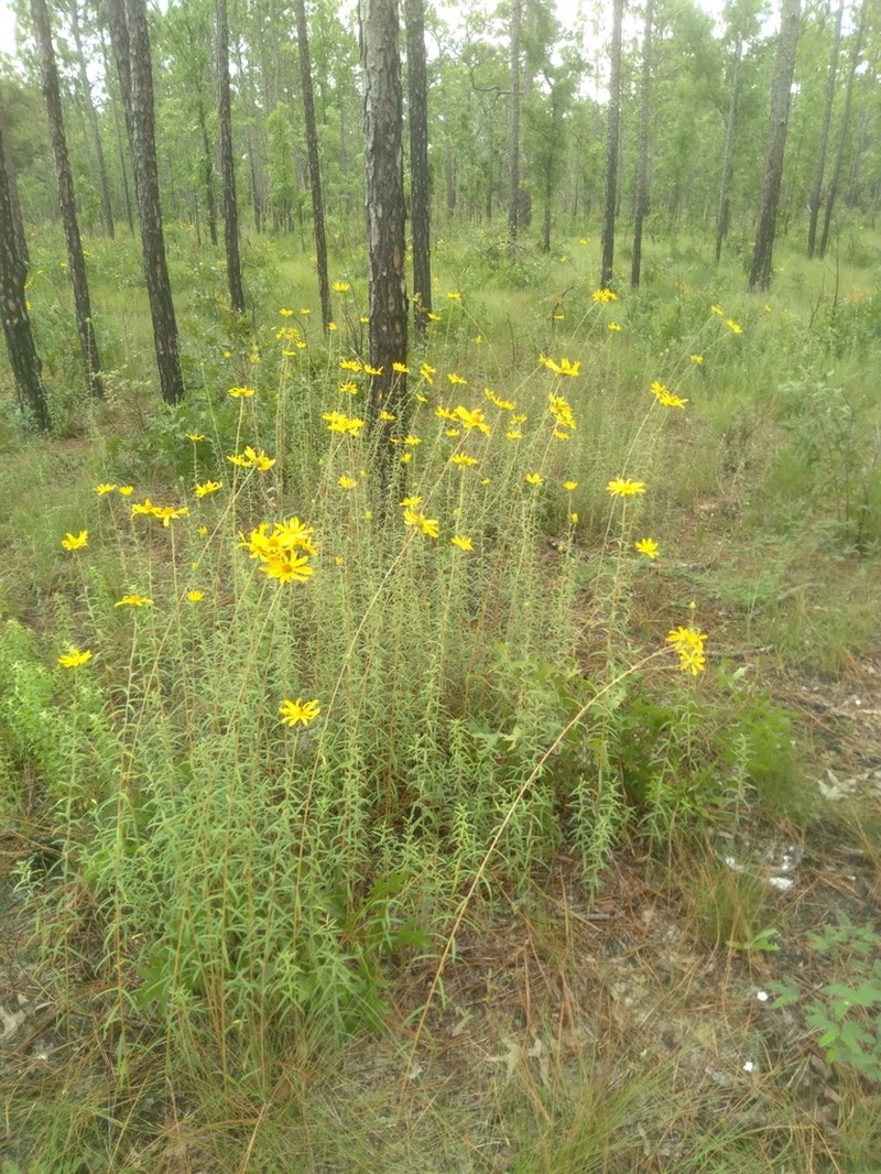 Florida False Sunflower photo 6