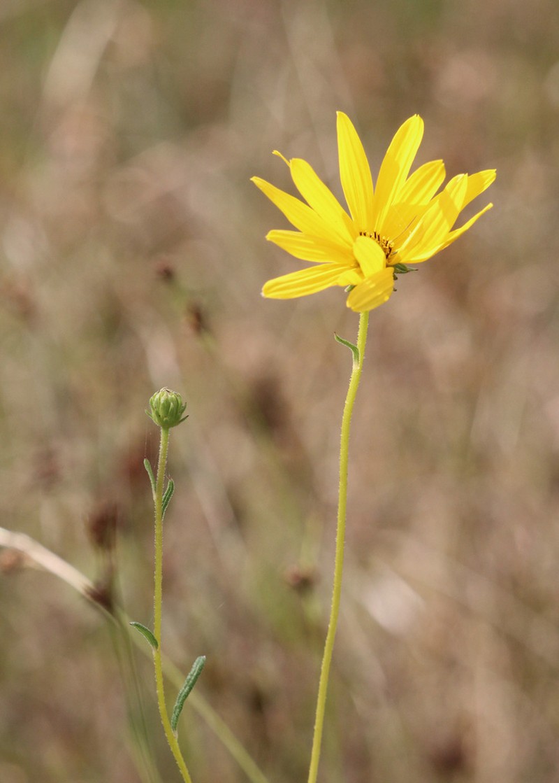 Florida False Sunflower photo 7