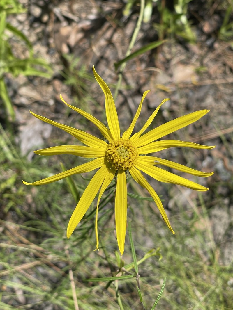 Pineland False Sunflower