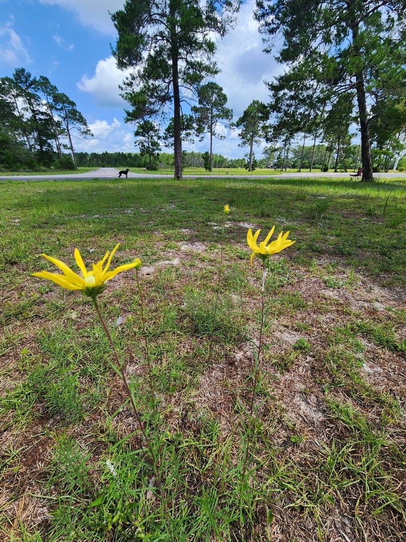 Pineland False Sunflower
