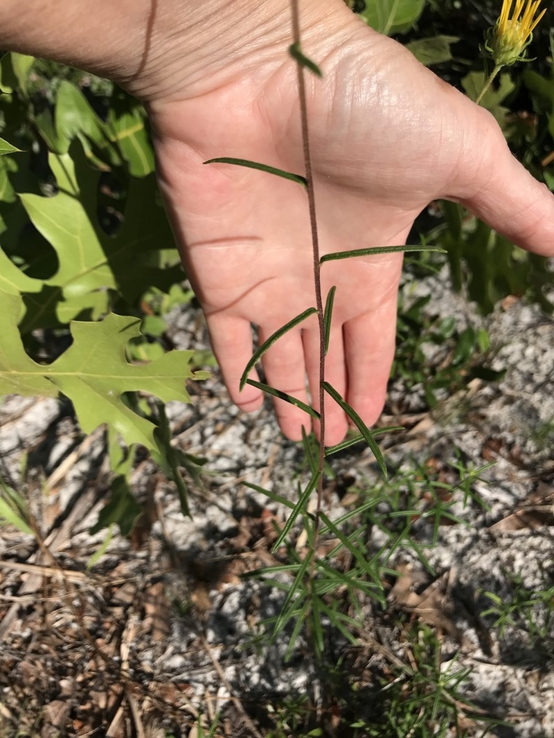 Pineland False Sunflower photo 2