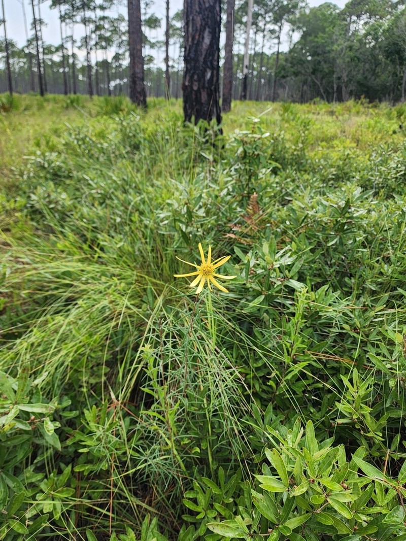 Pineland False Sunflower photo 3