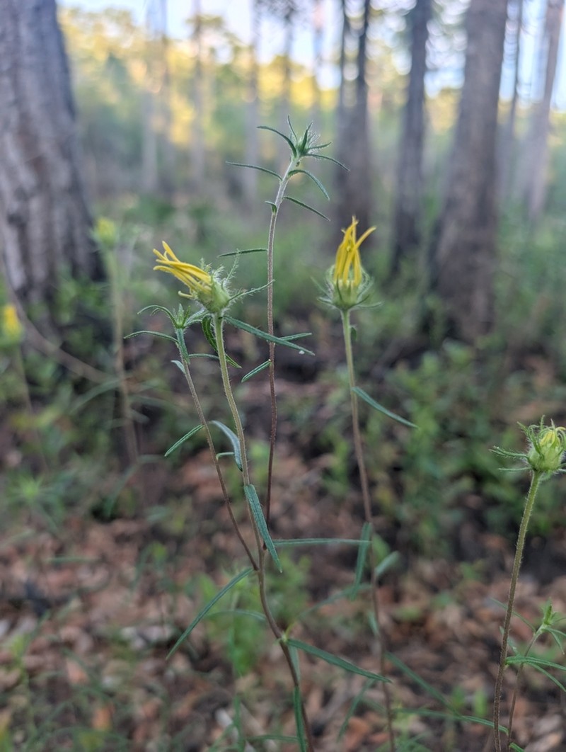 Pineland False Sunflower photo 4