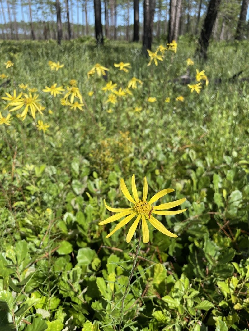Pineland False Sunflower photo 6