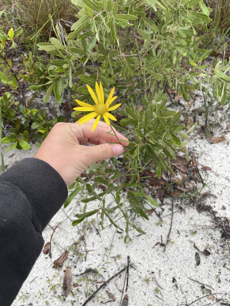 Pineland False Sunflower photo 7