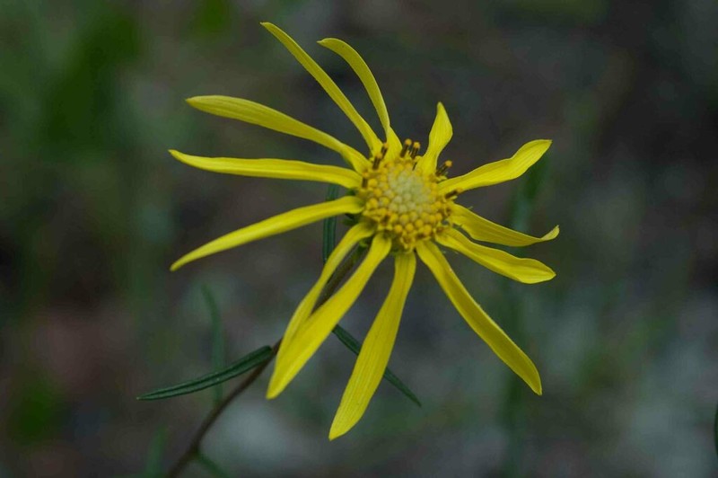Pineland False Sunflower photo 8