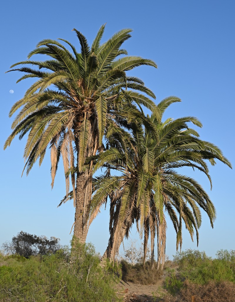 Canary Island Date Palm photo 2