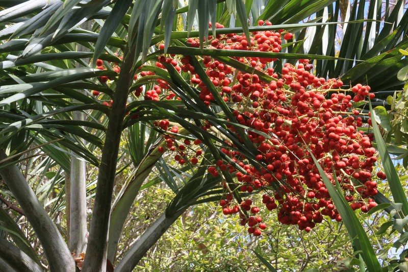 Date Palm photo 2