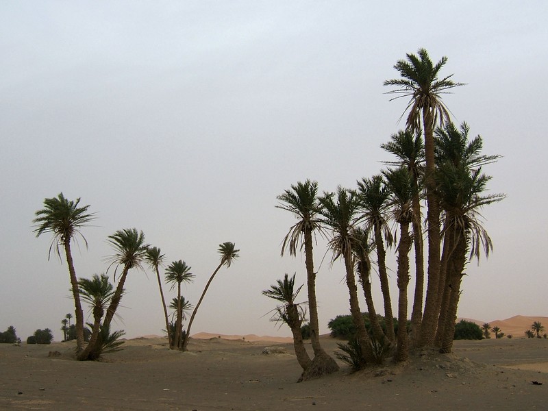 Date Palm photo 3