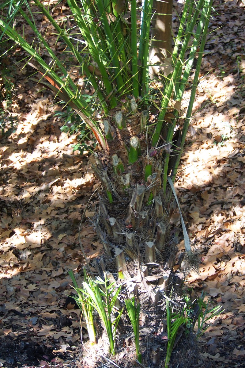 Senegal Date Palm photo 2