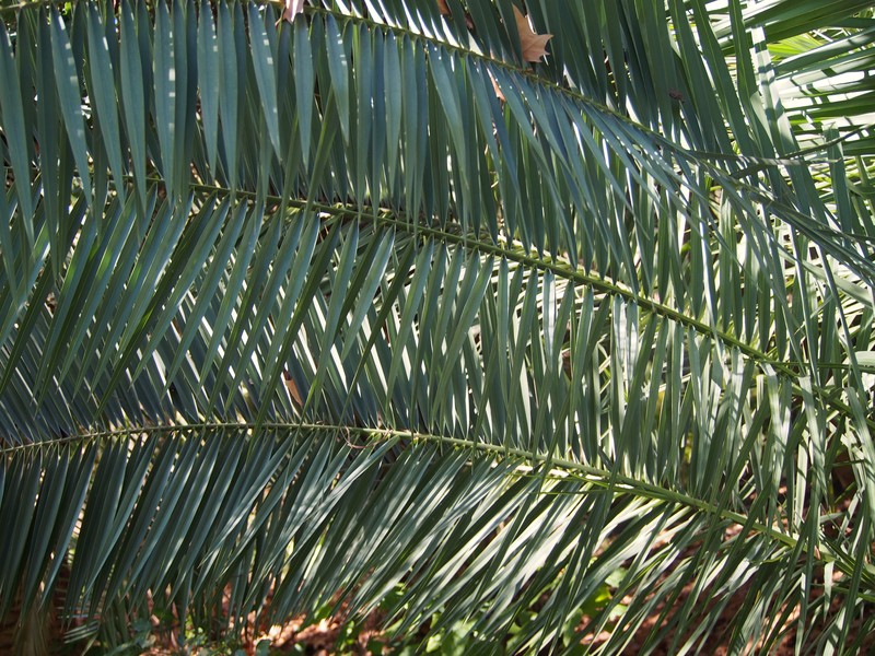 Senegal Date Palm photo 3