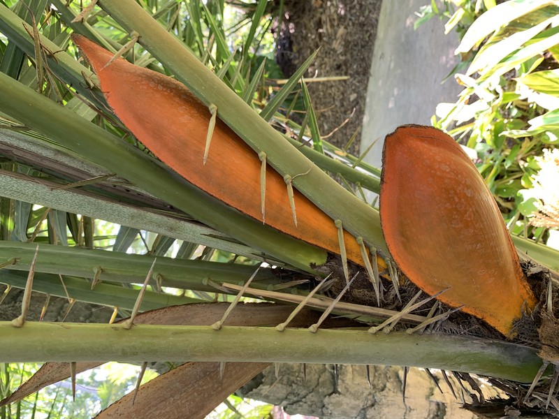 Senegal Date Palm photo 4