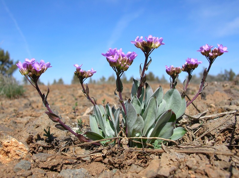 Wallflower Phoenicaulis photo 2