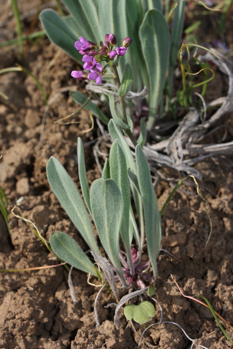 Wallflower Phoenicaulis