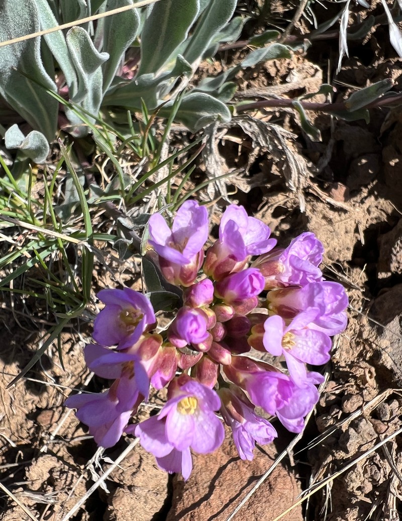 Wallflower Phoenicaulis photo 3