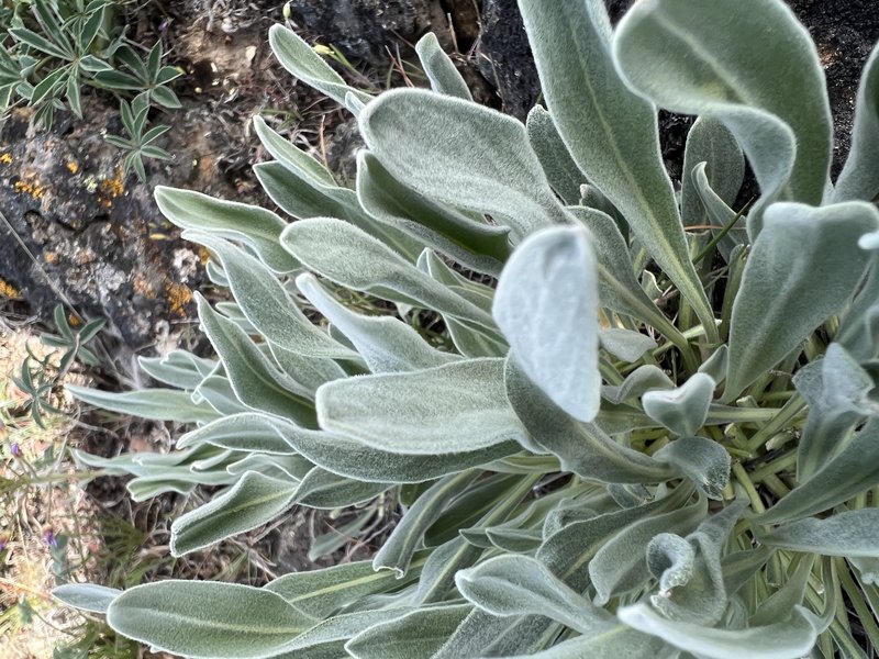 Wallflower Phoenicaulis photo 7