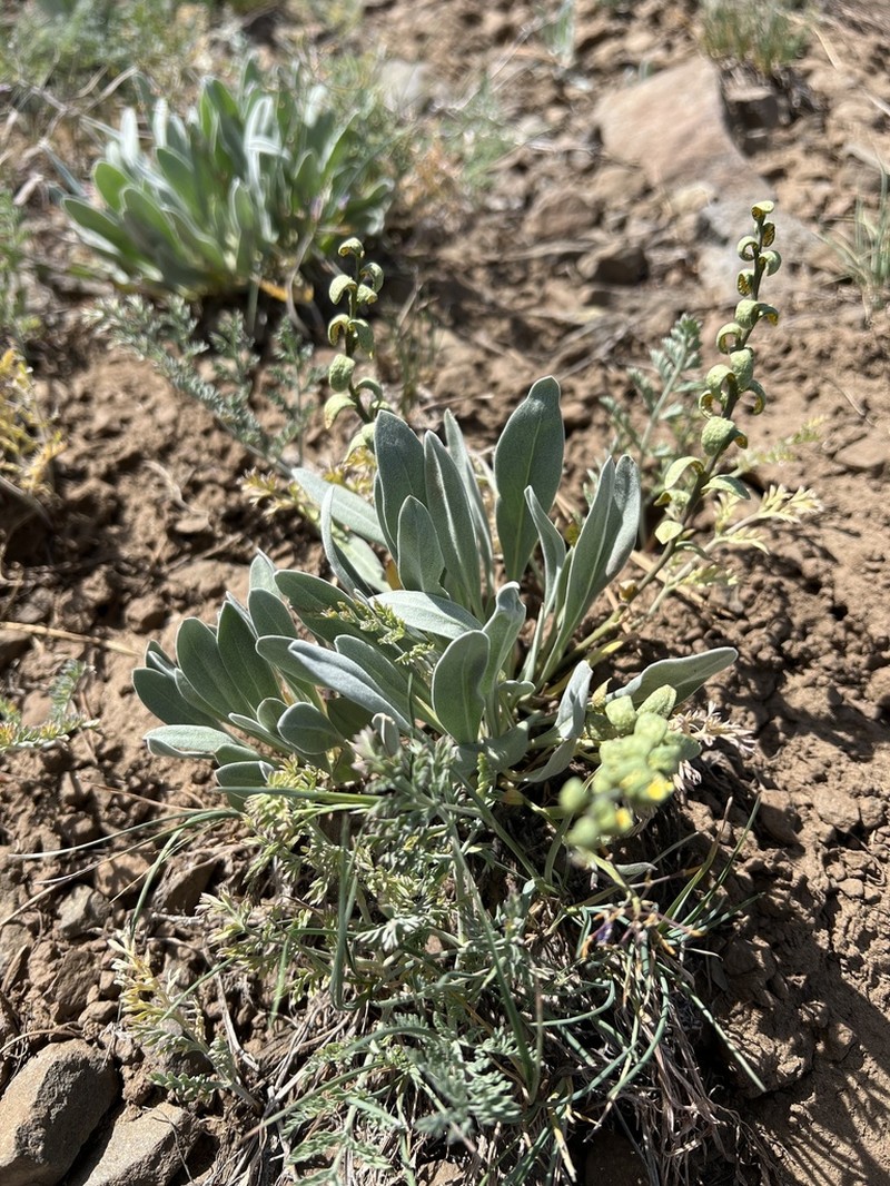 Wallflower Phoenicaulis photo 6