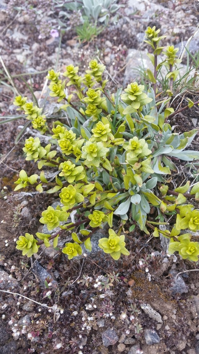 Wallflower Phoenicaulis photo 7