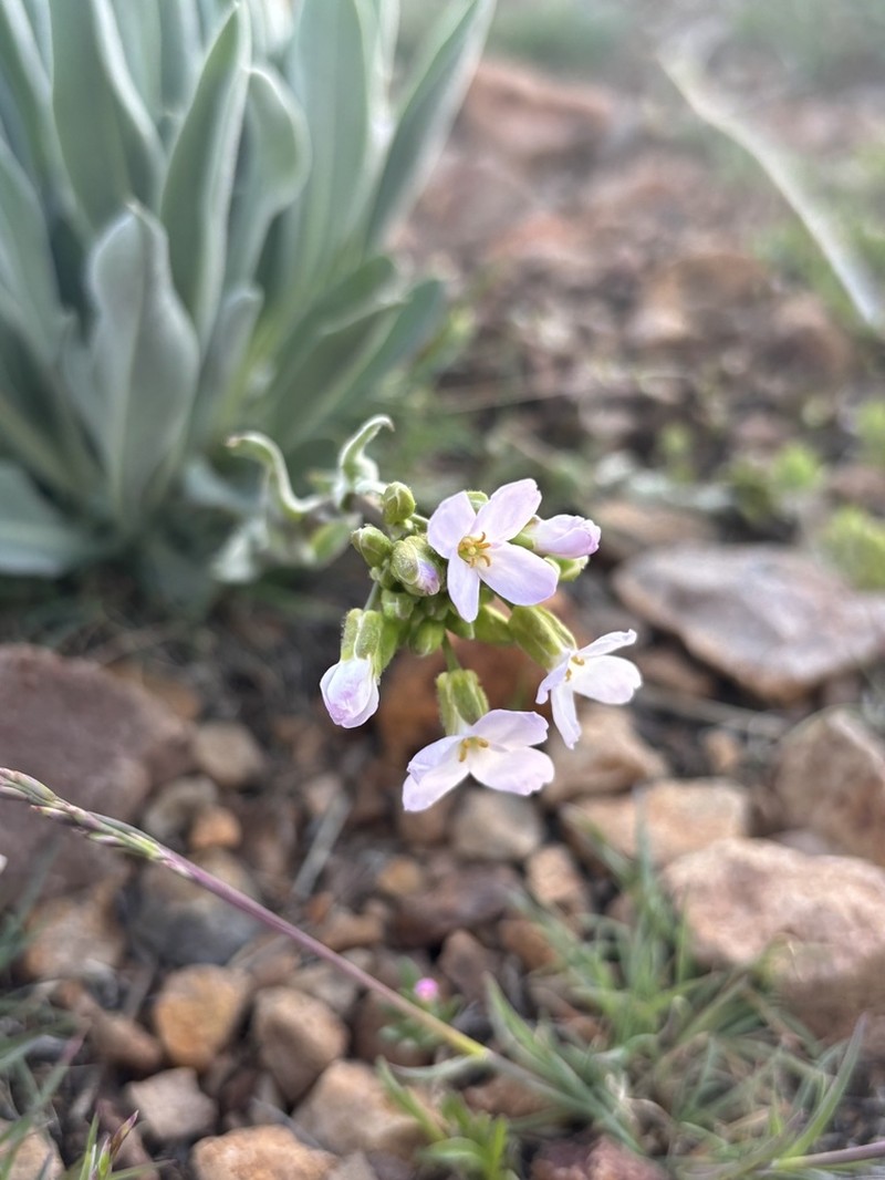Wallflower Phoenicaulis photo 8