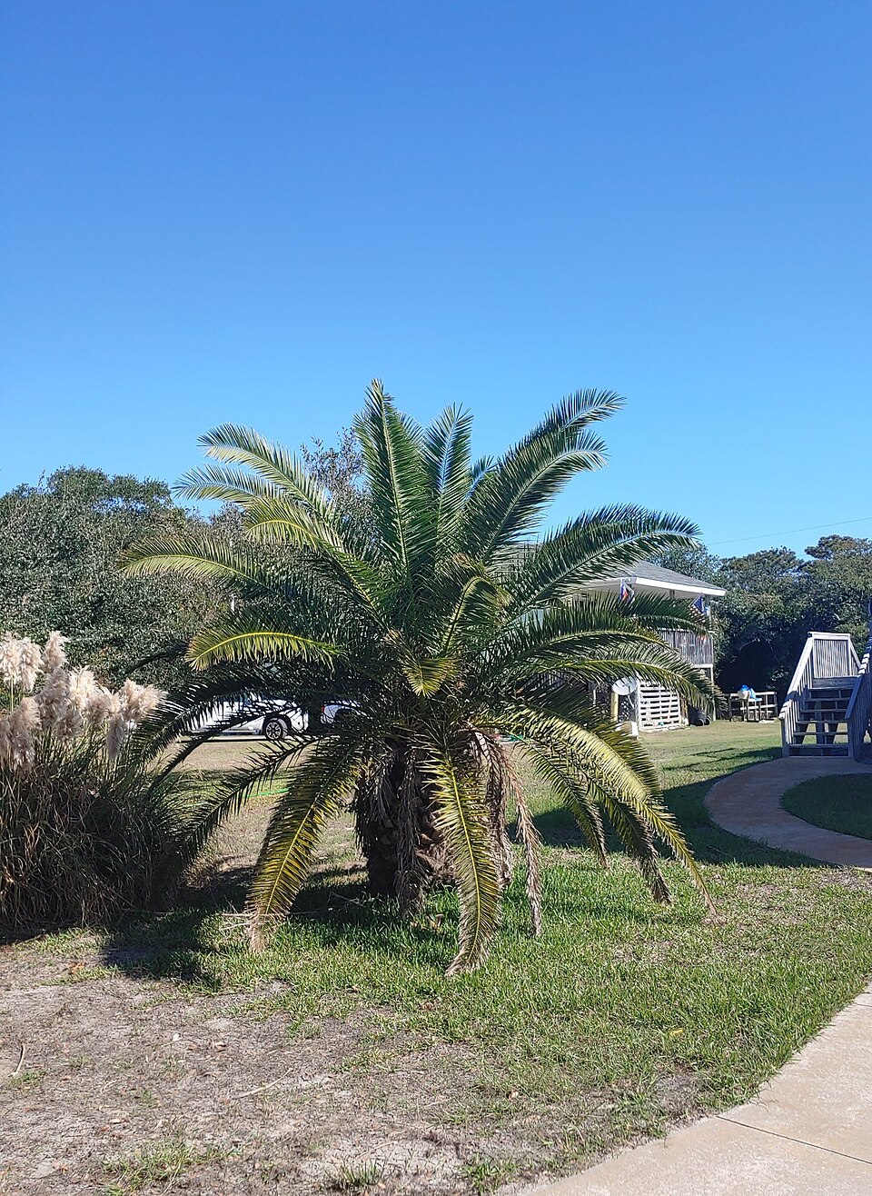 Canary Island Date Palm photo 3