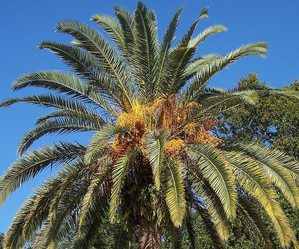 Canary Island Date Palm photo 4