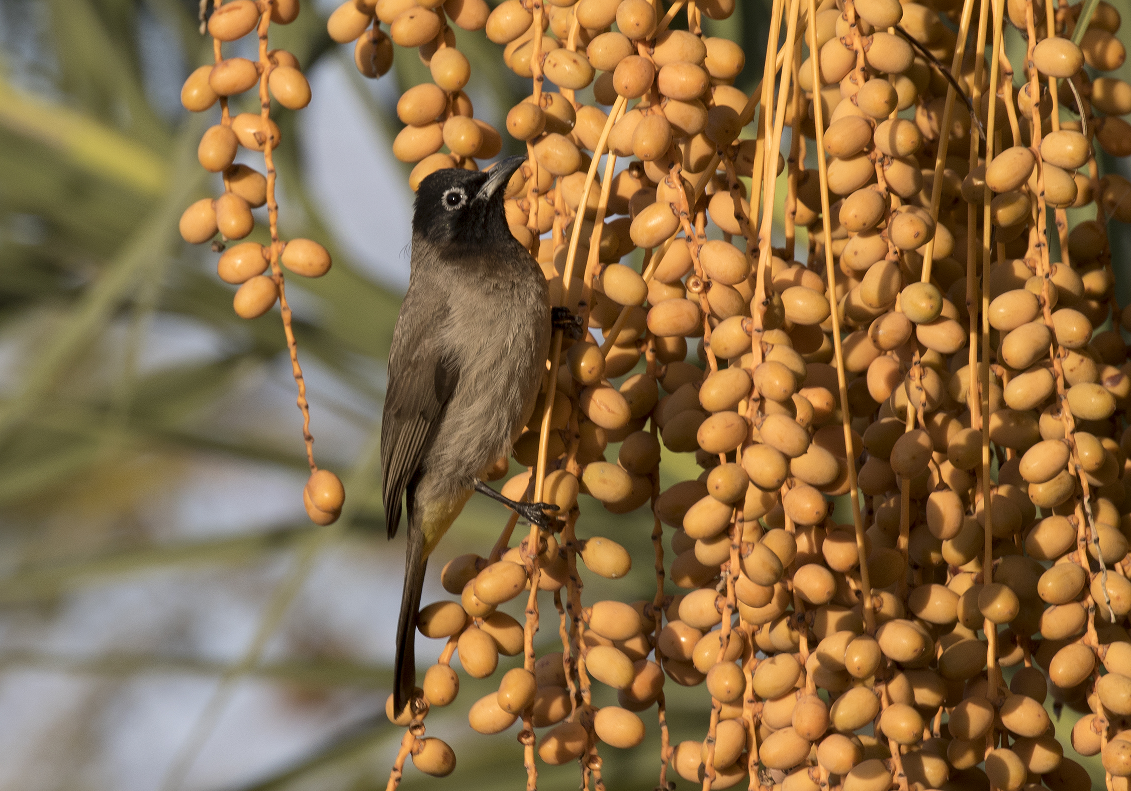 Canary Island Date Palm photo 5