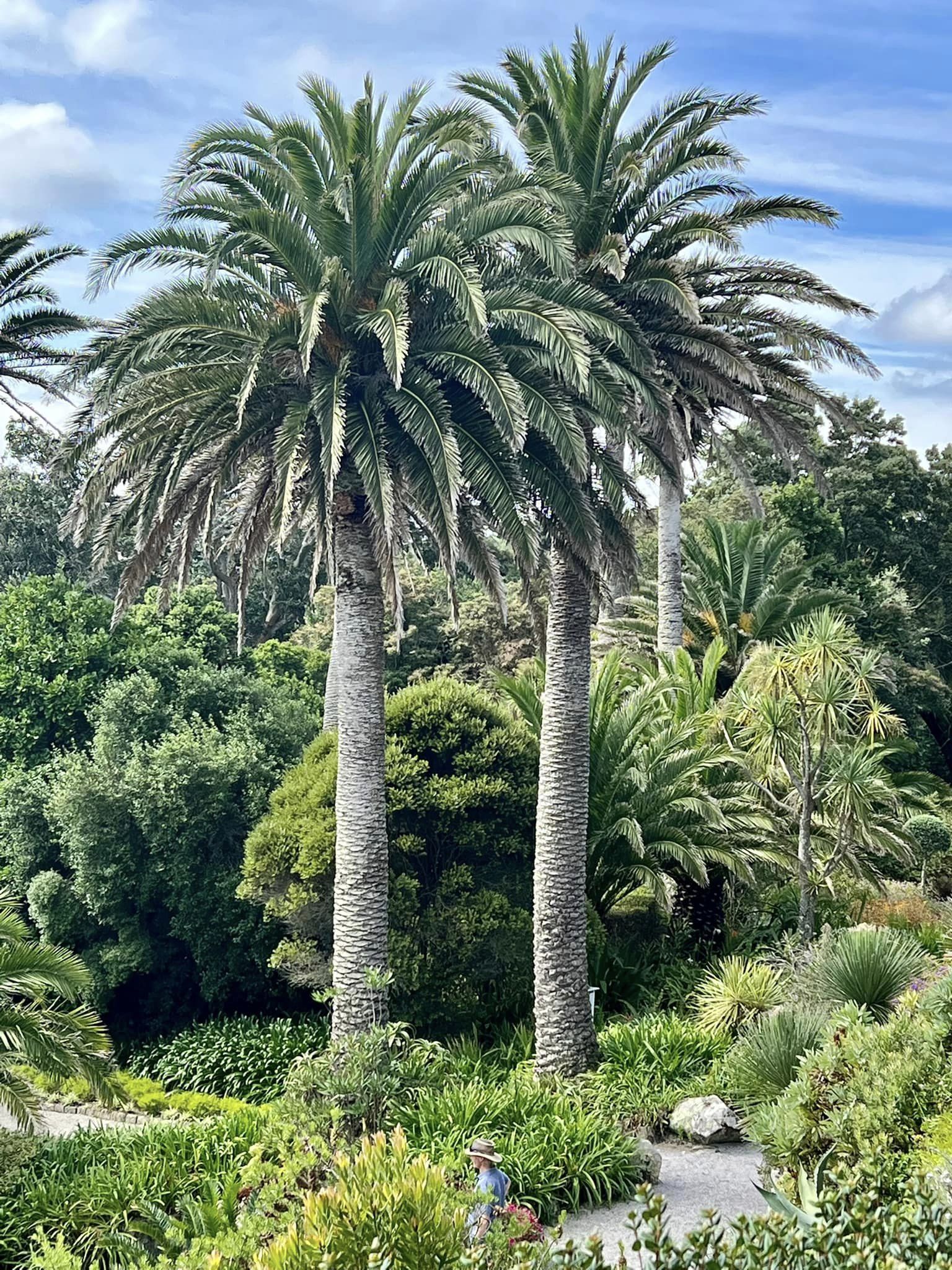 Canary Island Date Palm photo 6