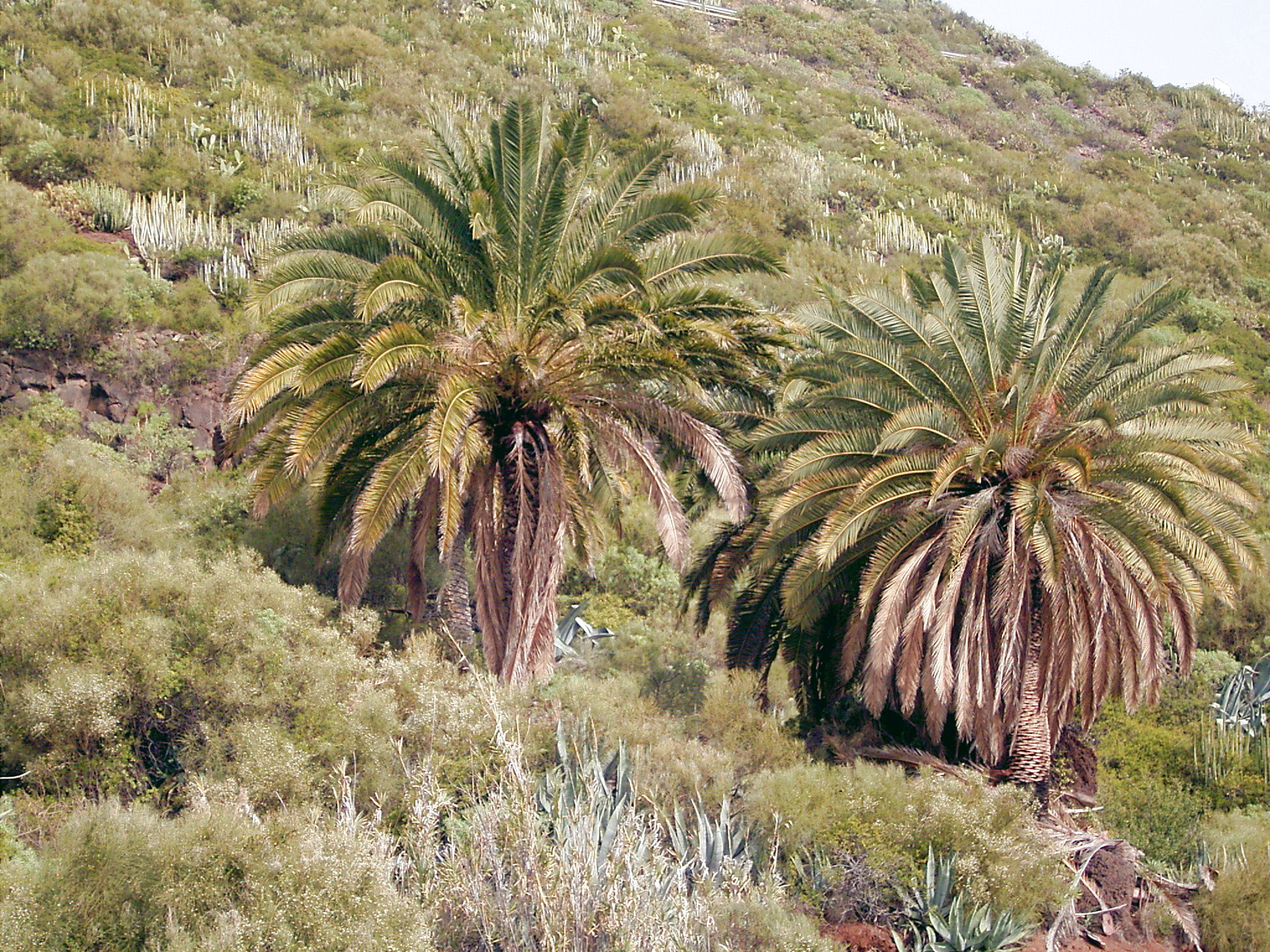 Canary Island Date Palm