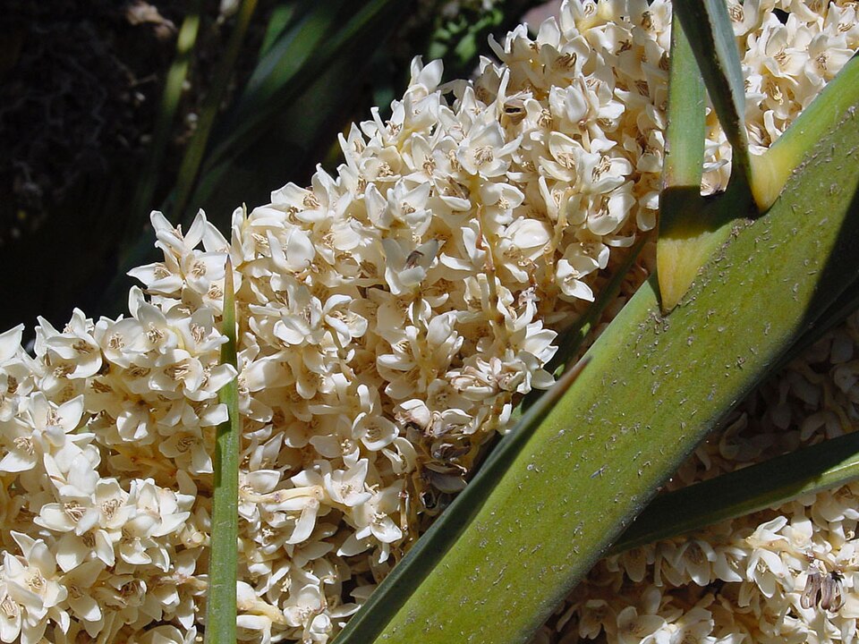 Canary Island Date Palm photo 7