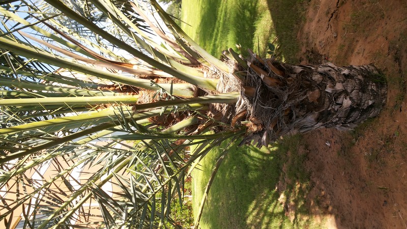 Date Palm photo 4