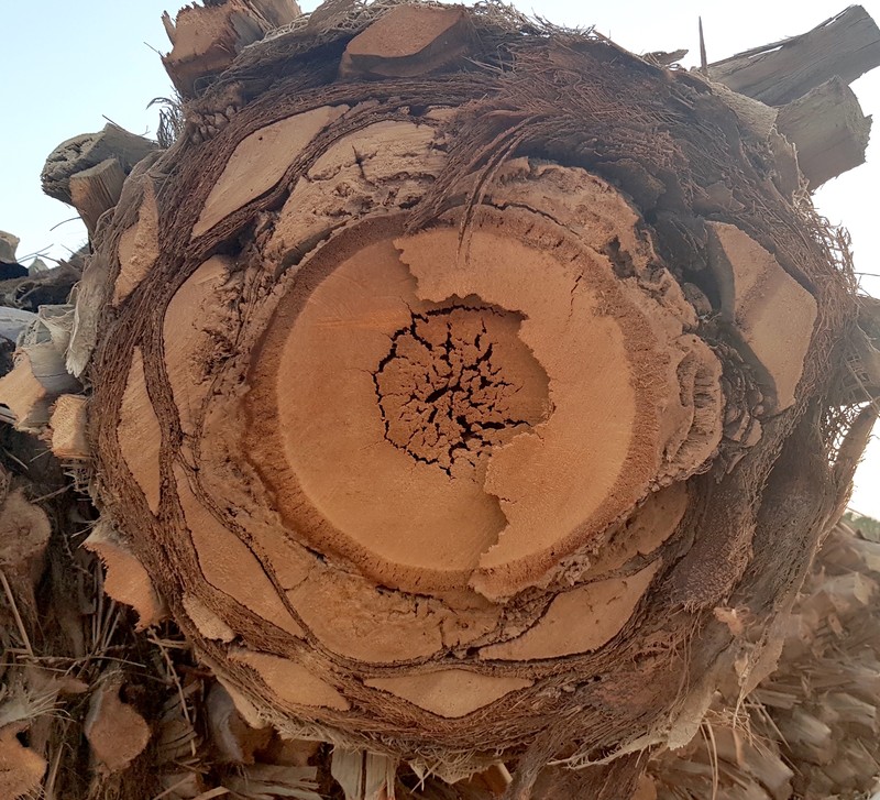 Date Palm photo 5