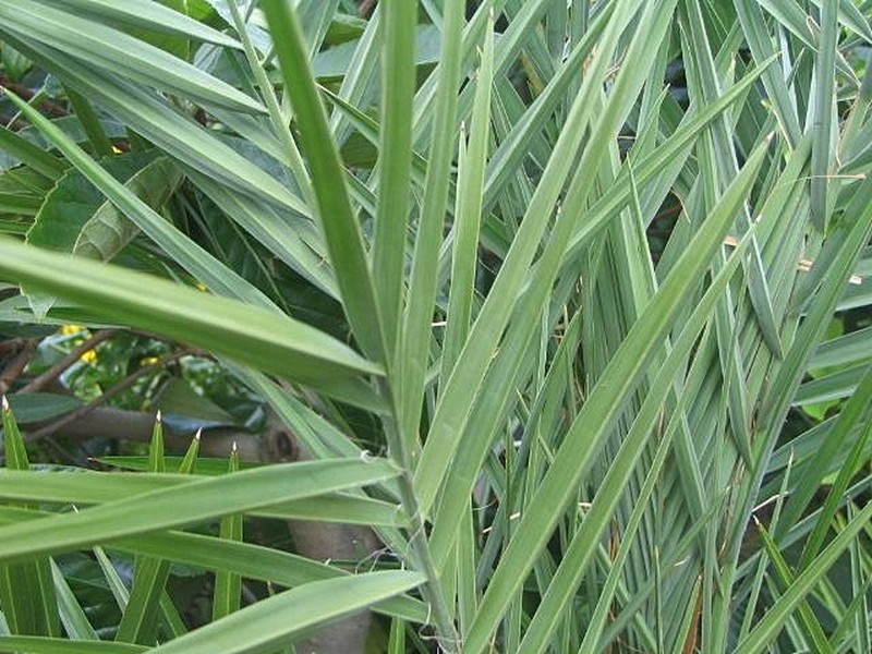 Date Palm photo 6
