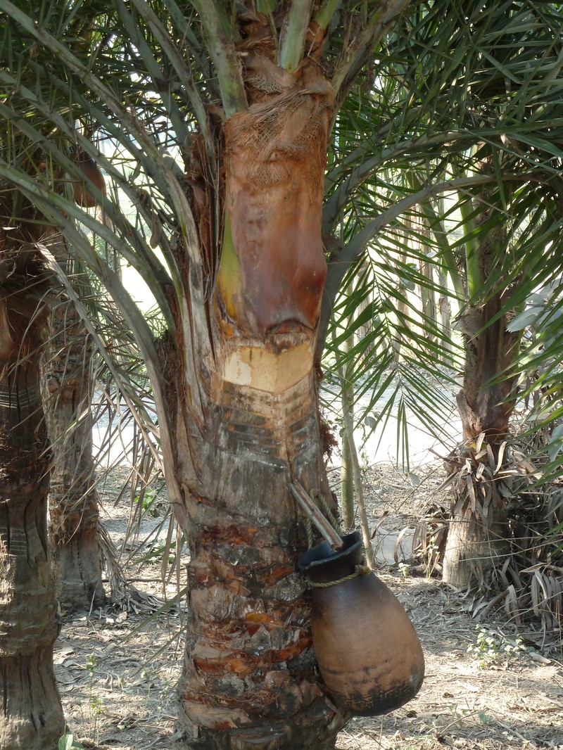 Date Palm photo 8