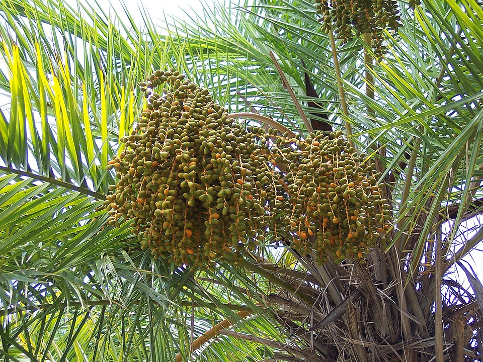 Senegal Date Palm photo 5