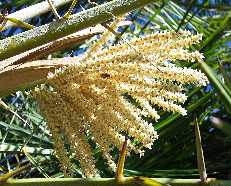 Senegal Date Palm photo 6
