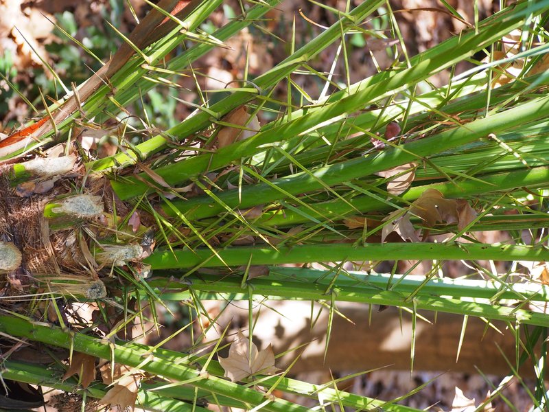 Senegal Date Palm photo 8