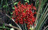 Wild Date Palm
