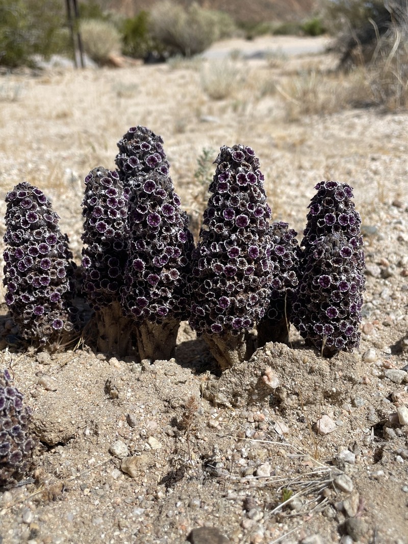 Desert Christmas Tree photo 5