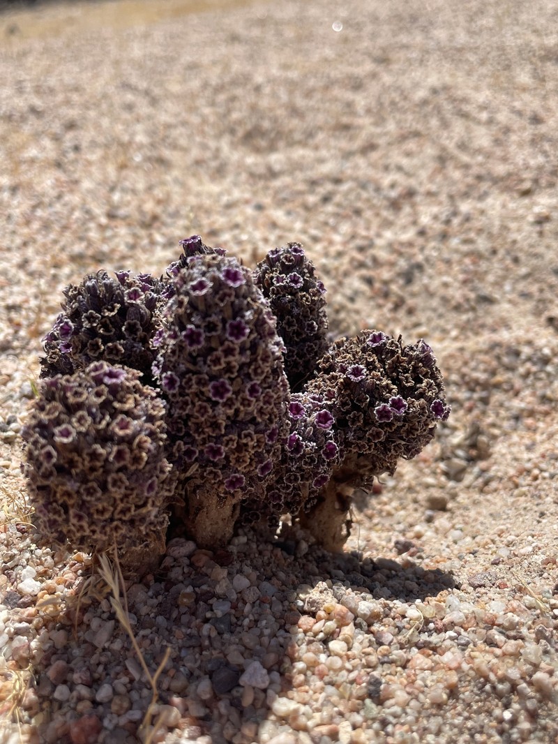 Desert Christmas Tree photo 6