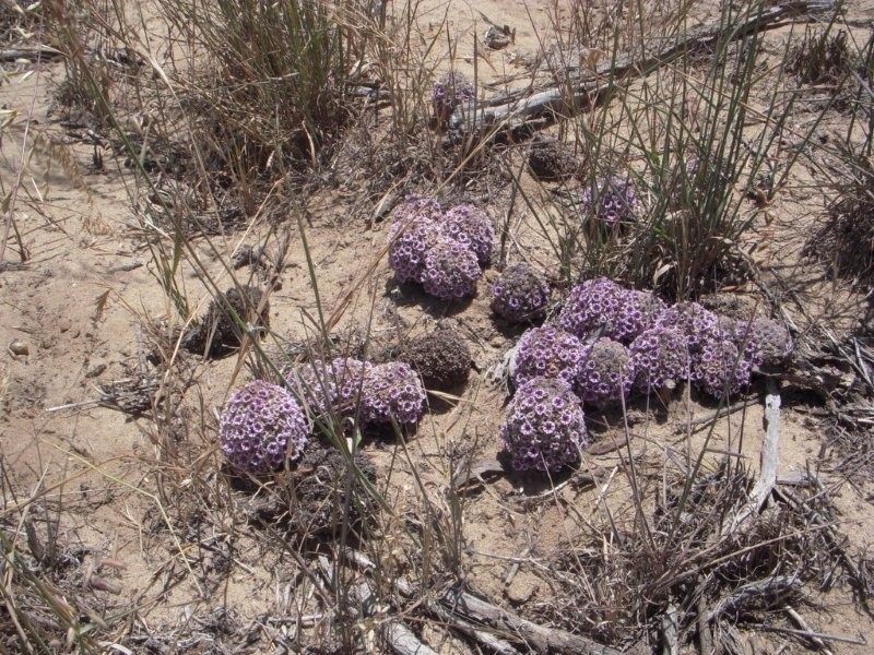 Desert Christmas Tree photo 7